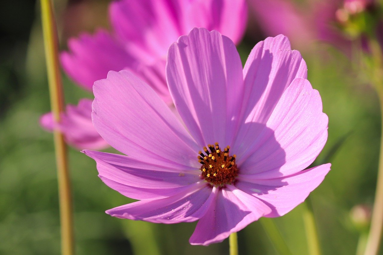 Best Flowers to Plant in Every Season